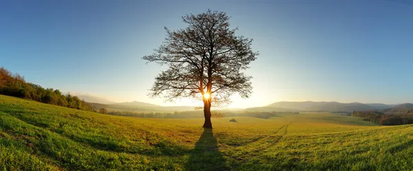 Zon en boom - weide panorama — Stockfoto