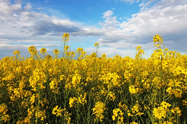 Estupro campo amarelo com céu — Fotografia de Stock