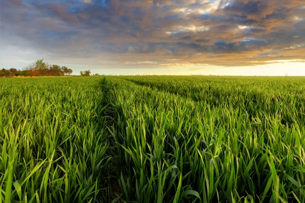 Grünes Weizenfeld bei Sonnenuntergang mit Sonne — Stockfoto