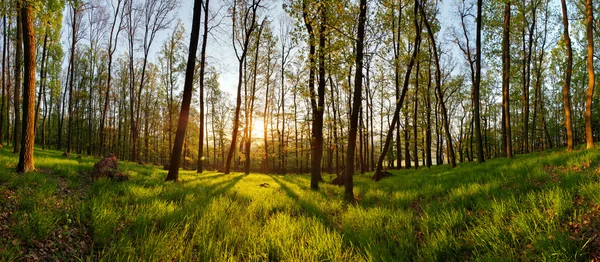 Spring forest panorama with sun — Stock Photo, Image