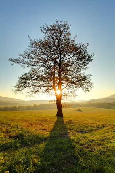 Albero solitario sul prato al tramonto con sole e nebbia - panorama — Foto Stock