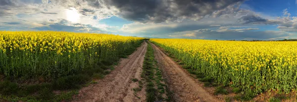 Zonsondergang over canola veld met pad in Slowakije - panorama — Stockfoto