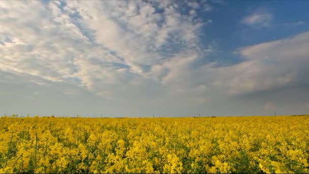 Жовте поле зґвалтування каноли, проміжок часу — стокове відео