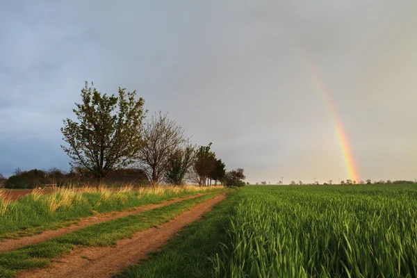 Frühlingshafte grüne Wiese — Stockfoto