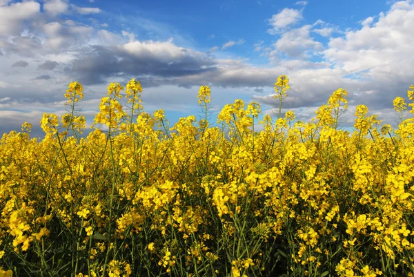 Canola Yellow field — Stock Photo, Image