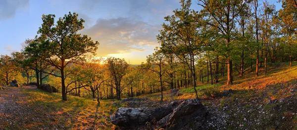Skogen med sol - panorama — Stockfoto