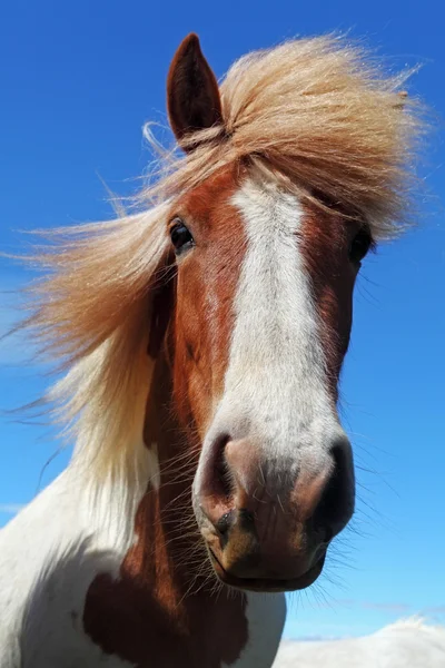 Koňské hlavy na Islandu — Stock fotografie