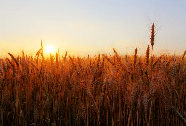 Wheat field — Stock Photo, Image