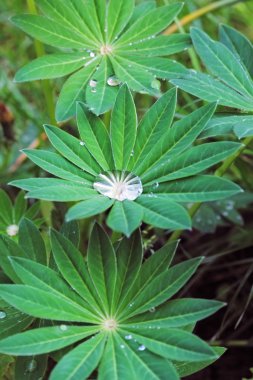 damla yeşil yaprak - lupinus.