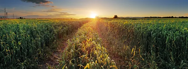 Panorama Puesta de sol sobre campo de trigo con camino . — Foto de Stock