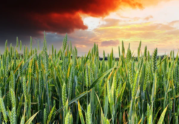 Campo de trigo verde - pôr do sol — Fotografia de Stock