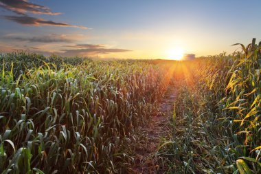 Yeşil buğday tarlası