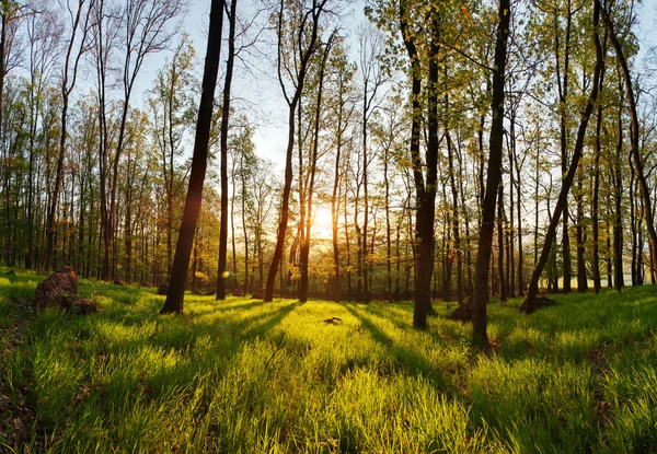 Spring forest panorama with sun — Stock Photo, Image