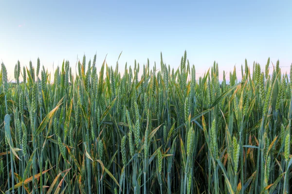 Campo com espigas de ouro de trigo ao pôr do sol — Fotografia de Stock