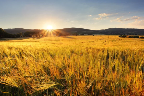 Campo di grano - Agricoltura, industria — Foto Stock