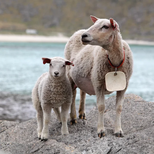 Овца и ягненок на побережье — стоковое фото