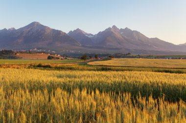 arka planda tatras buğday alanı