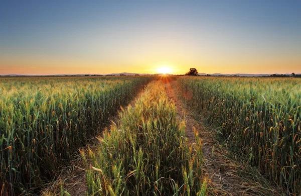 Campo de trigo com sol — Fotografia de Stock