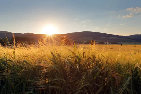 Pšeničné pole s sun — Stock fotografie