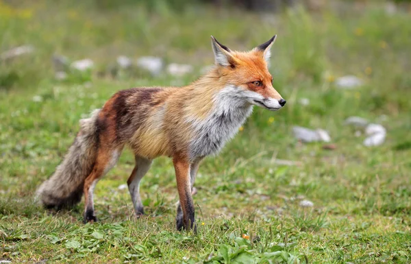 Fuchs in der Natur — Stockfoto