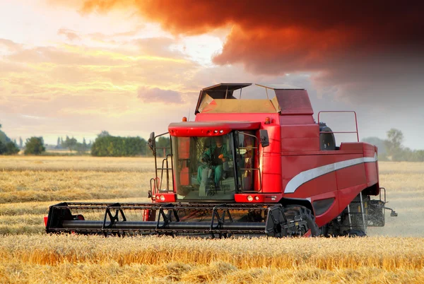 Tarweveld met harvester machine — Stockfoto