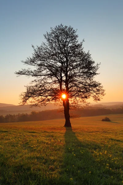 Boom en de zon — Stockfoto