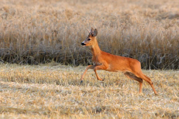 Deer jump on field — Stock Photo, Image