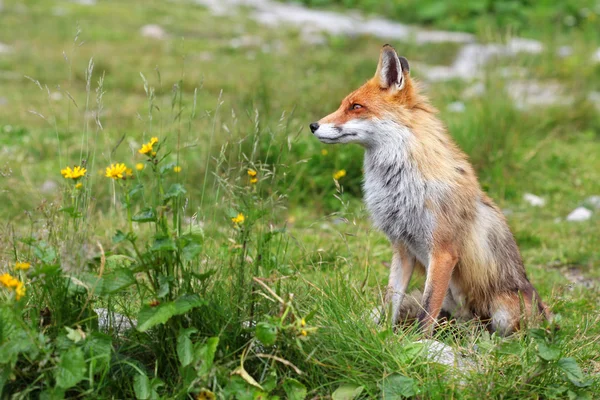 Fox in de natuur — Stok fotoğraf
