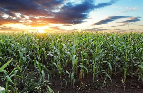 Campo di mais — Foto Stock