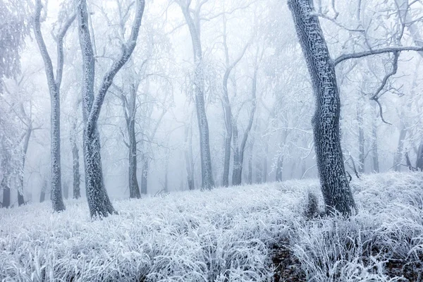 Télen Erdő Köddel Hótájjal — Stock Fotó