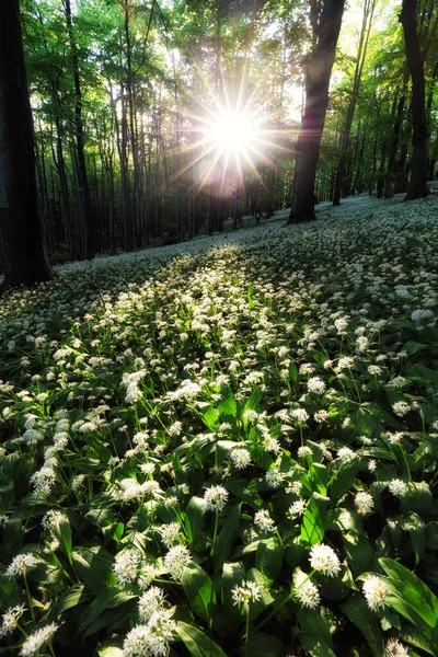 Dzikie Kwiaty Czosnku Lesie Słońcem Krajobraz Natury — Zdjęcie stockowe