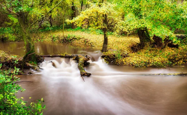 秋天的颜色 在河边 黄叶森林丛生 — 图库照片