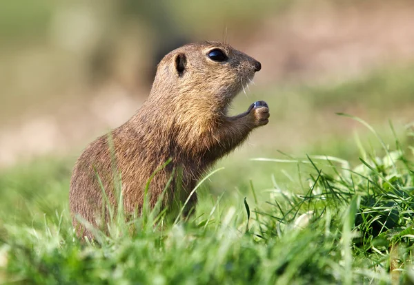 Esquilo Terrestre Spermophilus Citellus Europeu Curioso Grama — Fotografia de Stock