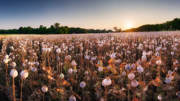 ポピー畑の多くの頭を持つ夏の風景 — ストック写真