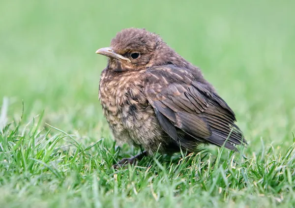 Liten Koltrast Turdus Merula Gräs — Stockfoto