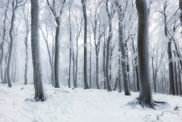Téli Erdő Hegyekben Fenséges Téli Treet — Stock Fotó