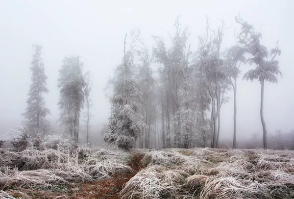 Skog Vintern Med Frysta Träd — Stockfoto