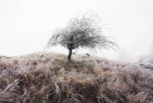 Χειμερινό Δάσος Στα Βουνά Μεγαλοπρεπές Χειμερινό Δέντρο — Φωτογραφία Αρχείου