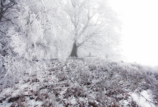 Forest Winter Fog Snow Landscape — Stock Photo, Image