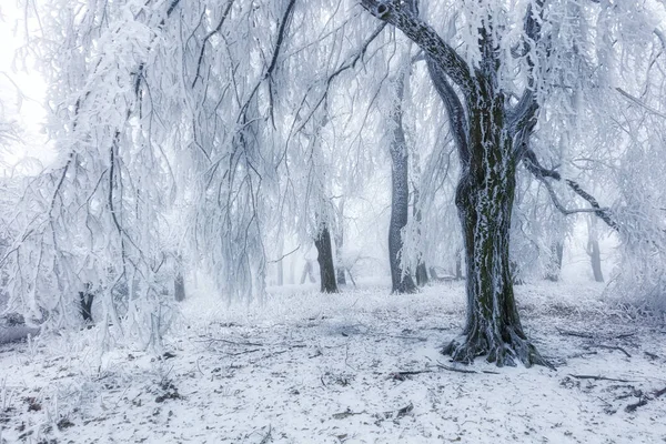 Winter Forest Mountains Majestic Winter Treet — Stock Photo, Image