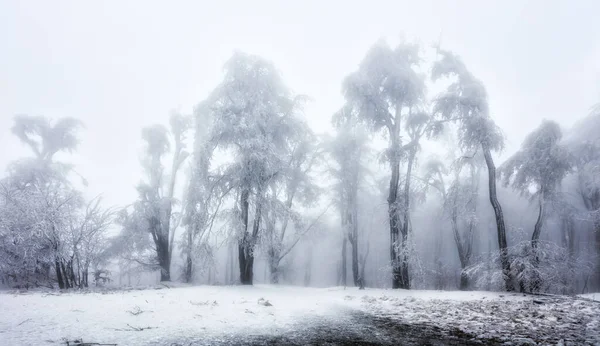 Forest Winter Frozen Trees — Stock Photo, Image