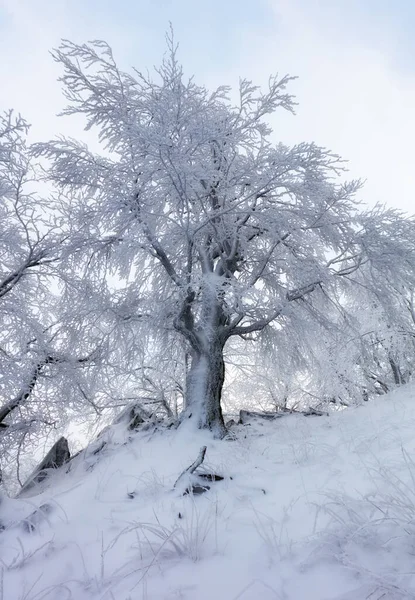 Zmrazená Krajina Zimní Mlžný Les — Stock fotografie