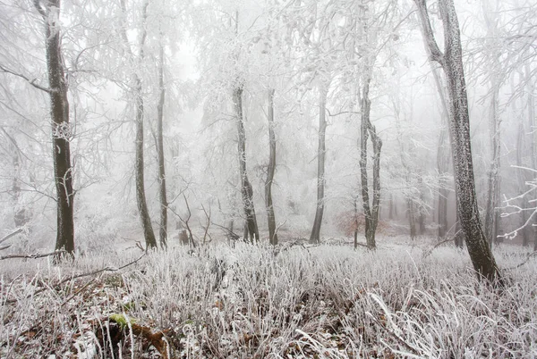 Floresta Inverno Nas Montanhas Árvore Inverno Majestosa — Fotografia de Stock