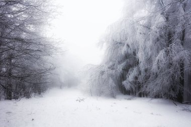 Orman kışın donmuş ağaçlarla