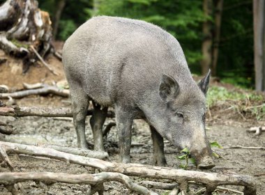 Yaban domuzu, ormanda iskorbüt.