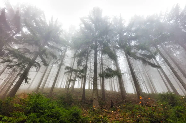 Forêt Avec Brouillard Paysage Boisé Brumeux — Photo