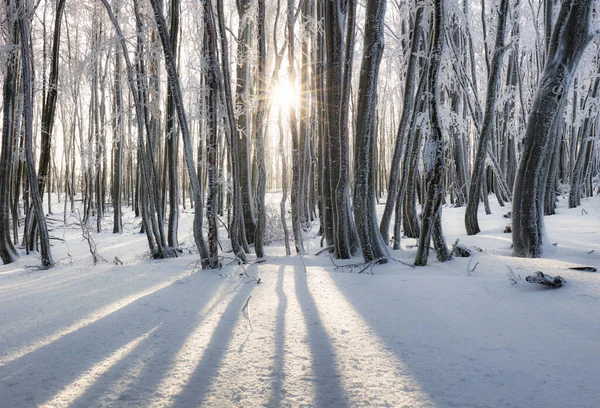 Zimowy Las Górach Majestatyczne Drzewo Zimowe — Zdjęcie stockowe