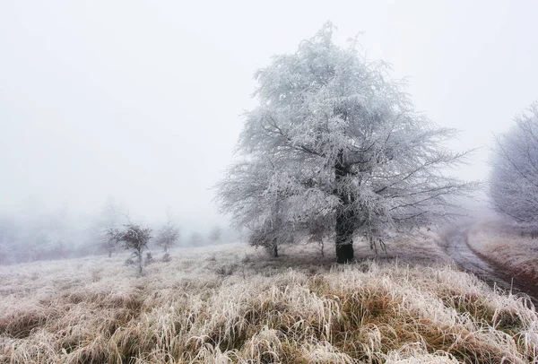 Inverno Floresta Geada Com Árvore Neve — Fotografia de Stock