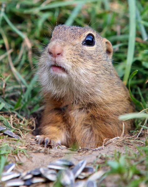 Wiewiórka Ziemna Spermophilus Citellus European Ciekawa Trawy — Zdjęcie stockowe