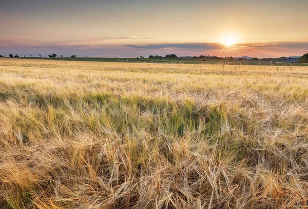 Gouden Tarweveld Landschap Zonsondergang — Stockfoto